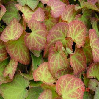 <br>Epimedium 'Fronleiten'<br> een voorbeeld van een zeer sterke schaduwplant