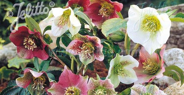 Helleborus orientalis  MIX