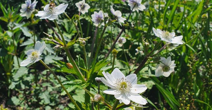 Anemone leveillei