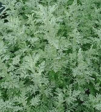 Artemisia pontica