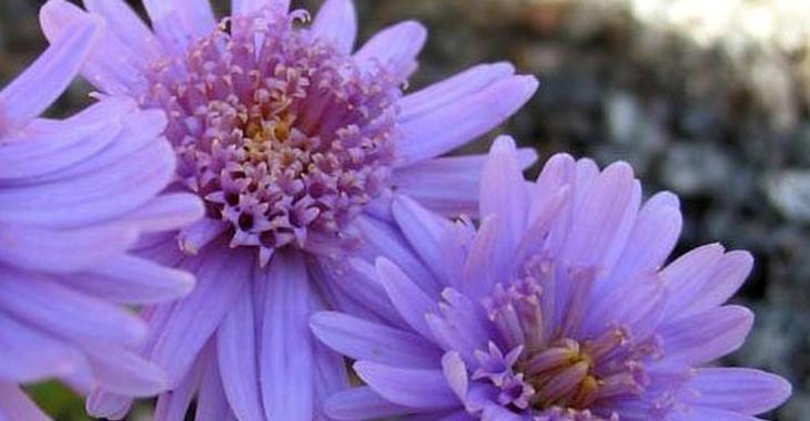 Aster alpinus 'Antje'