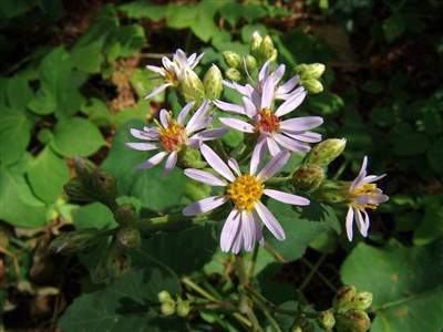 Aster macrophyllus
