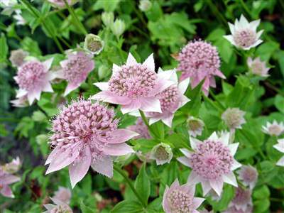 Astrantia maxima