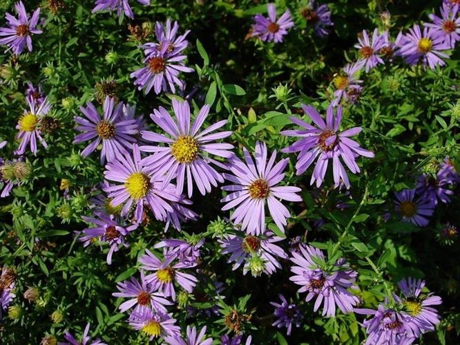 Aster oblongifolius