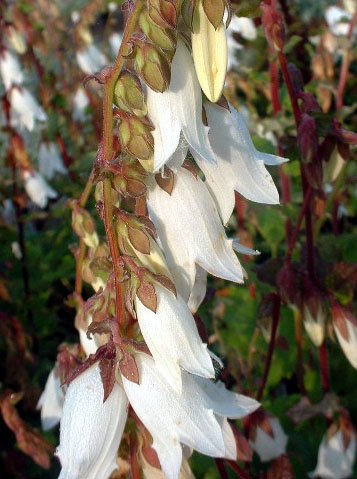 Campanula alliariifolia