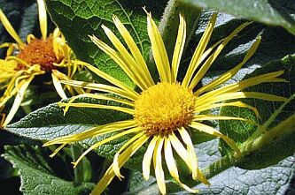 Inula helenium