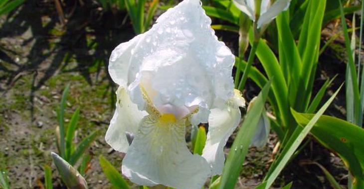Iris 'Florentina'