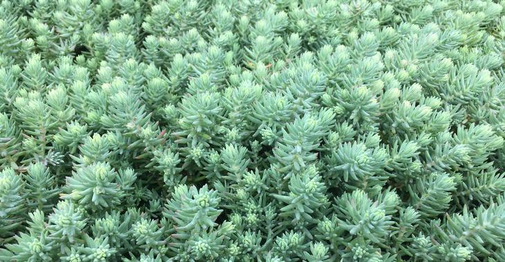 Sedum reflexum