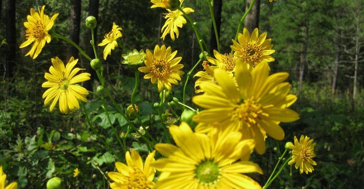 Silphium terebinthinaceum