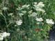 Achillea 'Alabaster'