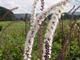 Actaea simplex 'Brunette'