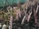Actaea simplex 'Carbonella'