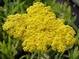 Achillea 'Coronation Gold'