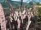 Actaea ramosa 'Chocoholic'