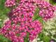 Achillea millefolium 'Cerise Queen'