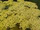 Achillea 'Credo'