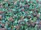 Acaena microphylla 'Dichte Matte'