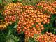 Achillea 'Feuerland'