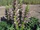 Acanthus 'Hollande du Nord'