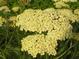 Achillea 'Hella Glashoff'