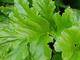 Acanthus mollis 'Hollard's Gold'