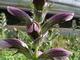 Acanthus hungaricus