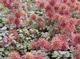 Acaena microphylla 'Kupferteppich'