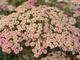 Achillea millefolium 'Lachsschönheit'