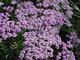 Achillea millefolium 'Lilac Beauty'