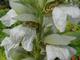 Acanthus mollis 'Albiflorus'