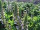 Acanthus 'Morning's Candle'
