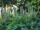 Acanthus mollis