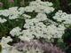 Achillea millefolium 'Schneetaler'