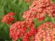 Achillea millefolium 'Paprika'