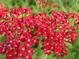 Achillea millefolium 'Petra'