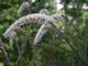 Actaea simplex 'Prichard's Giant'