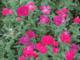 Achillea millefolium 'Pomegranate'