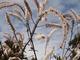 Actaea simplex 'Atropurpurea'
