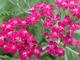 Achillea millefolium 'Red Velvet'