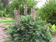 Acanthus spinosus