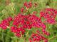 Achillea millefolium 'Summerwine'