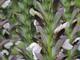 Acanthus hungaricus 'White Lips'