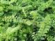 Adiantum pedatum 'Imbricatum'