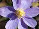 Anemone nemorosa 'Allenii' 1J
