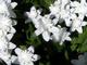 Anemone nemorosa 'Alba Plena' 1J
