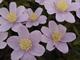 Anemone nemorosa 'Blue Beauty' 1J