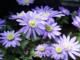 Anemone blanda 'Blue Shades'