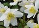 Anemone nemorosa 'Alba' 1J