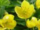 Anemone ranunculoides 2J