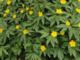 Anemone ranunculoides subsp. wockeana